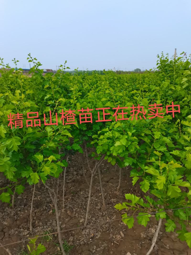 精品，山楂苗基地供应，成活率高，质量保证