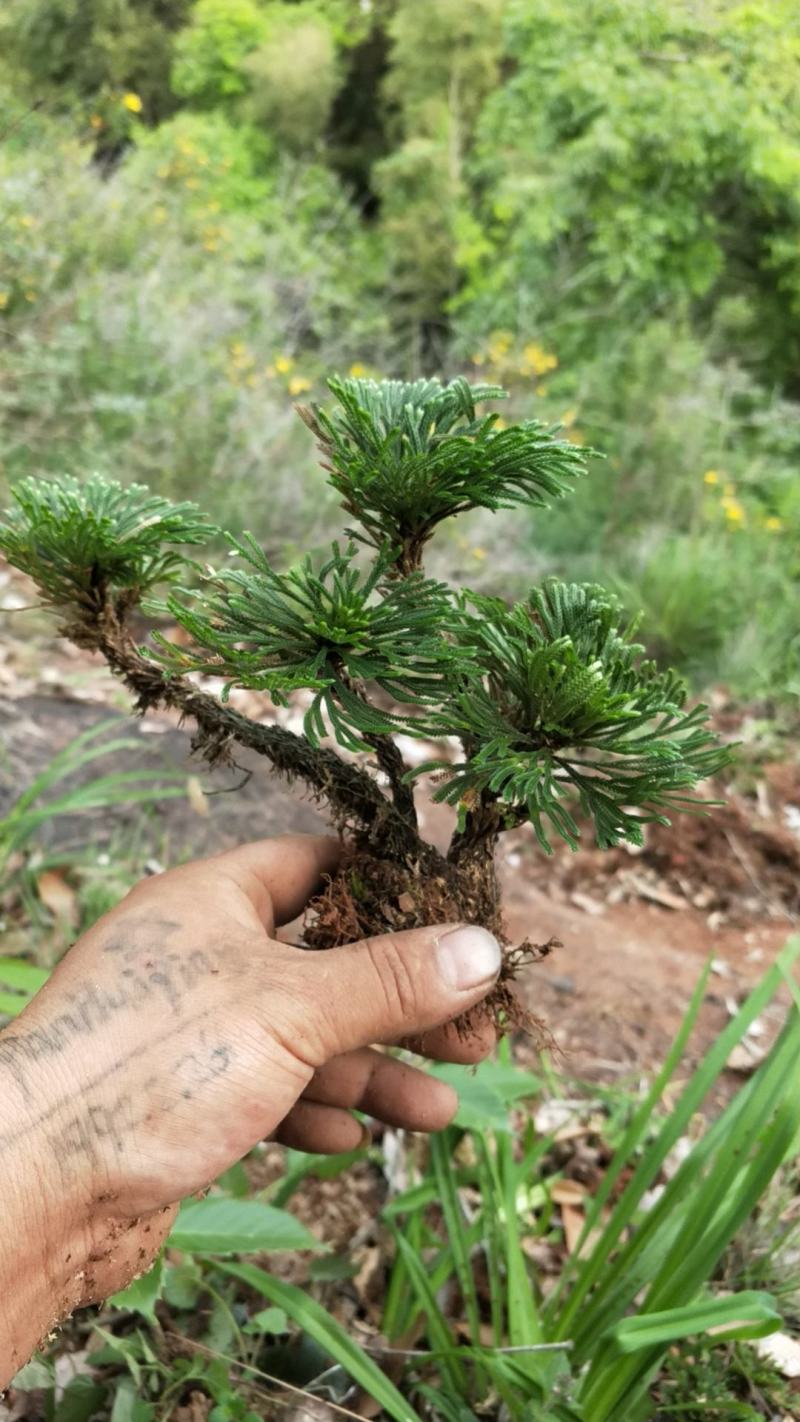 卷柏还魂草九死还魂草多杆精品带原土植物造景盆栽