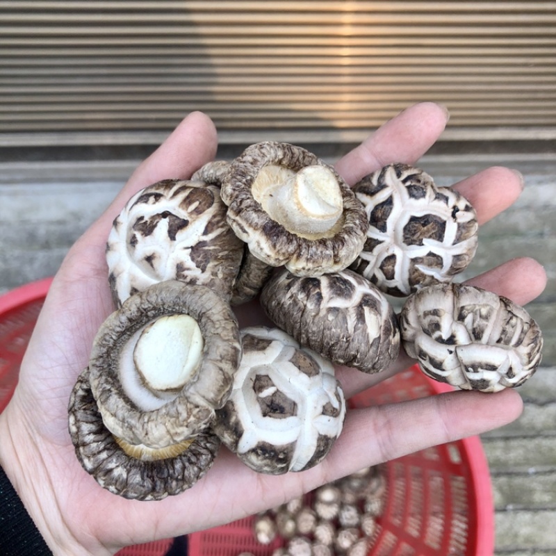 食用菌干货特级天白花菇干香菇金钱蘑菇农产品基地批发