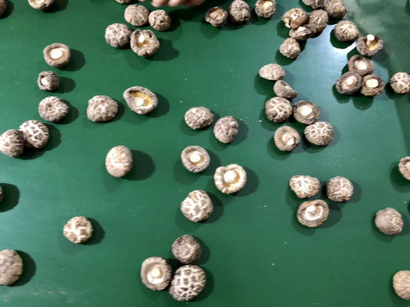 食用菌干货特级天白花菇干香菇金钱蘑菇农产品基地批发
