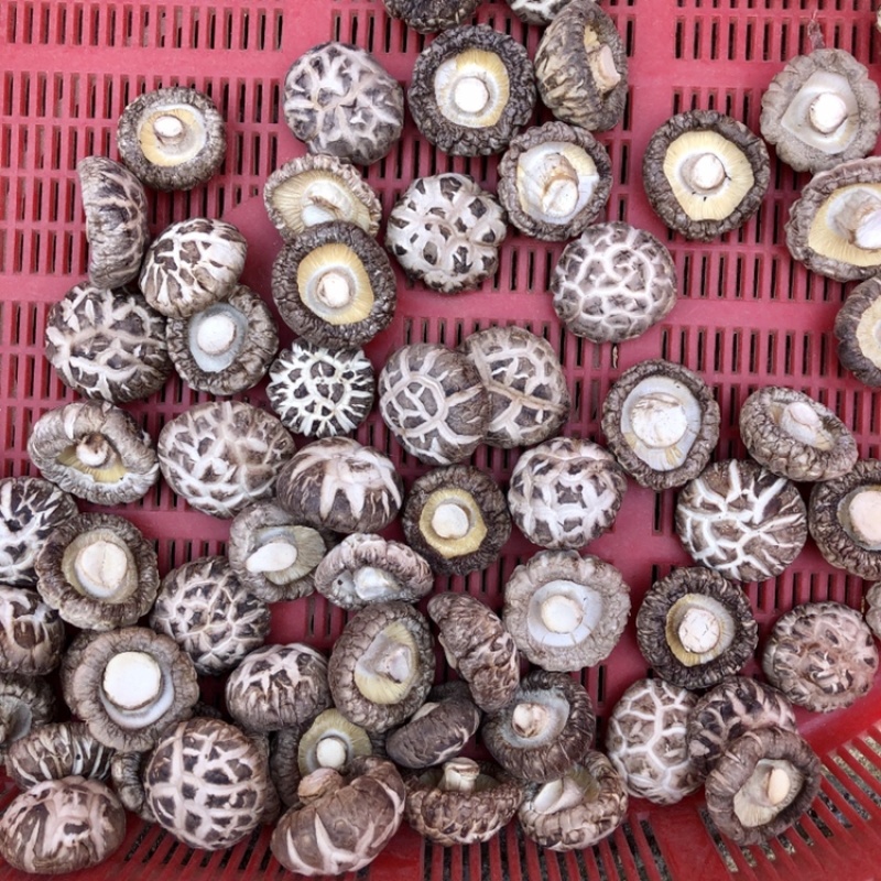 食用菌干货特级天白花菇干香菇金钱蘑菇农产品基地批发