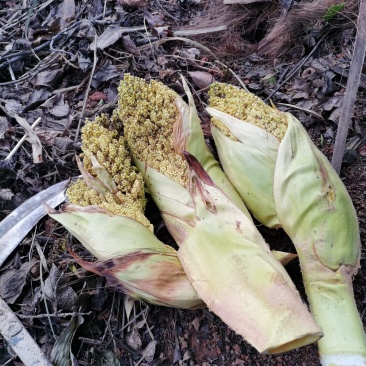 云南野菜蔬菜棕笋棕榈包棕榈花棕包棕树花棕树心餐饮必备