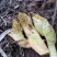 云南野菜蔬菜棕笋棕榈包棕榈花棕包棕树花棕树心餐饮必备