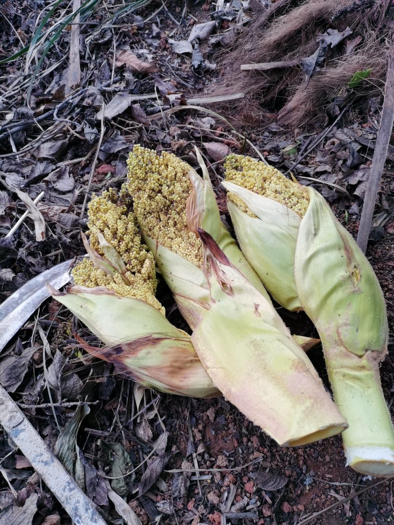 云南野菜蔬菜棕笋棕榈包棕榈花棕包棕树花棕树心餐饮必备
