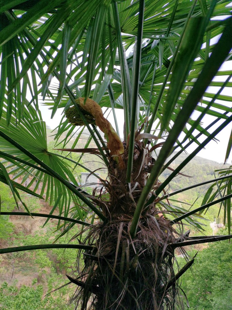 云南野菜蔬菜棕笋棕榈包棕榈花棕包棕树花棕树心餐饮必备