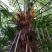 云南野菜蔬菜棕笋棕榈包棕榈花棕包棕树花棕树心餐饮必备