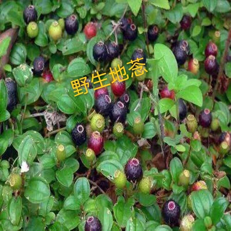 广东野生地菍干，大货供应，欢迎广大客商合作共赢。