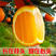 【橙子】纽荷尔脐橙大量上市，一手货源品质保证，现摘现