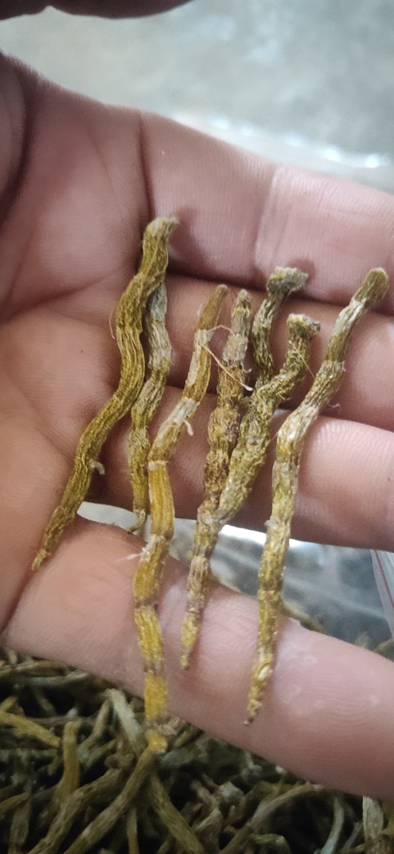 铁皮石斛芽条，铁皮石斛干条