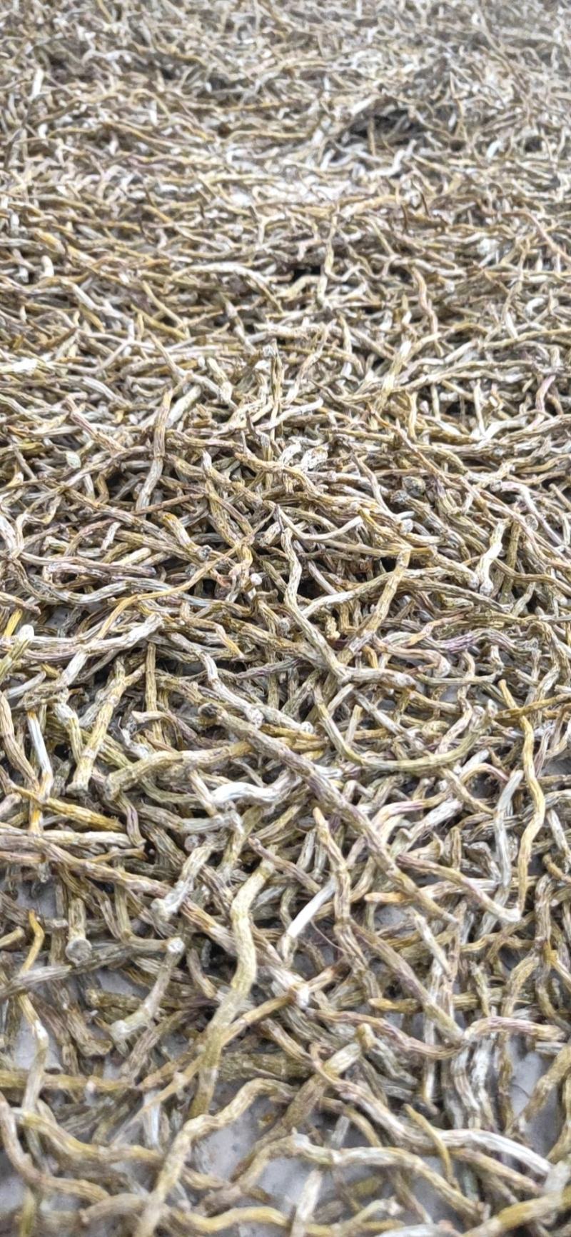 铁皮石斛芽条，铁皮石斛干条