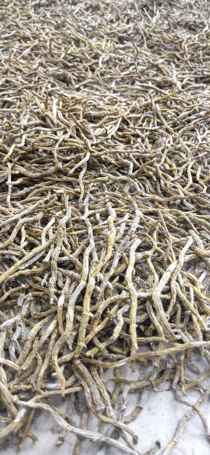 铁皮石斛芽条，铁皮石斛干条