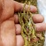 铁皮石斛芽条，铁皮石斛干条