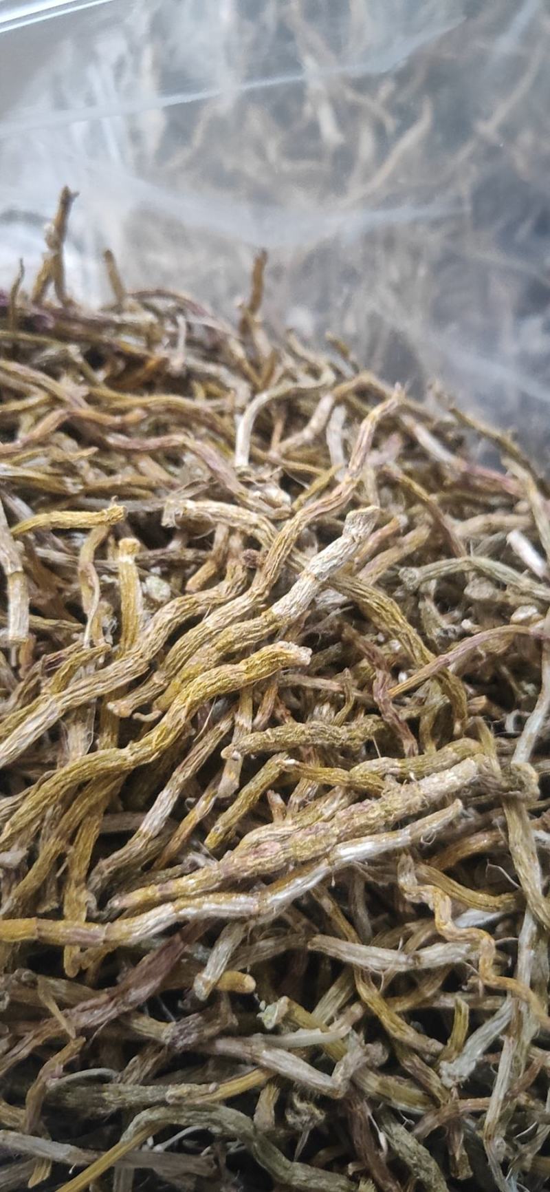 铁皮石斛芽条，铁皮石斛干条