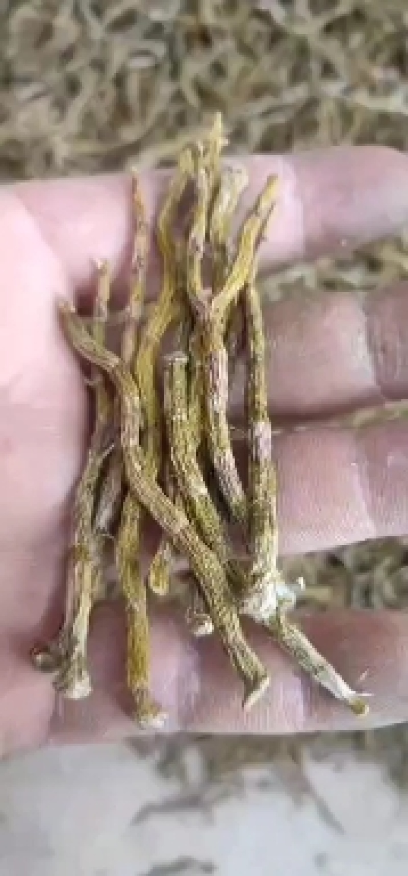 铁皮石斛芽条，铁皮石斛干条