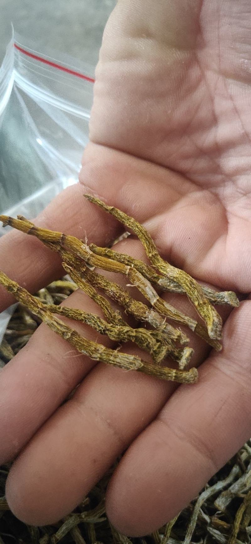 铁皮石斛芽条，铁皮石斛干条