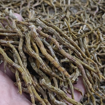 铁皮石斛芽条，铁皮石斛干条