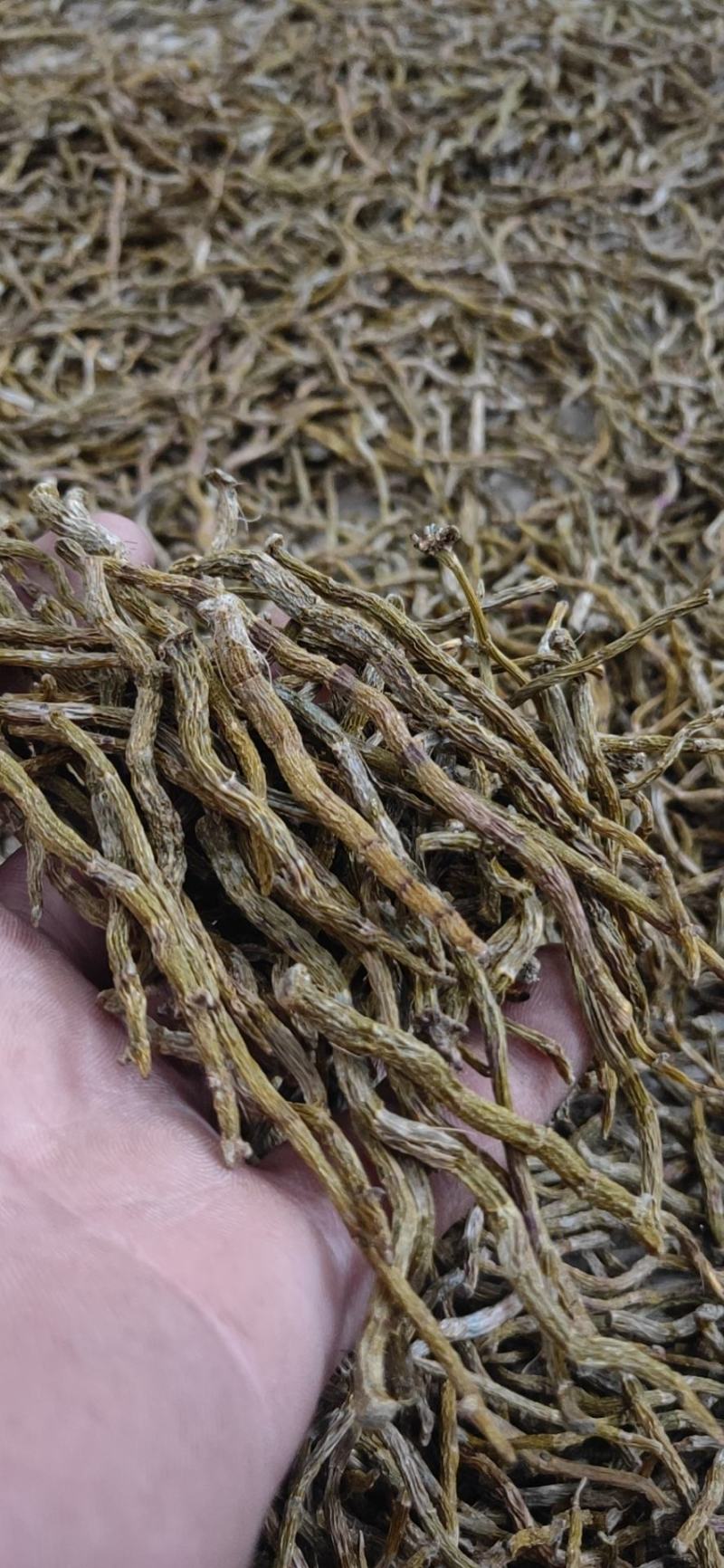 铁皮石斛芽条，铁皮石斛干条