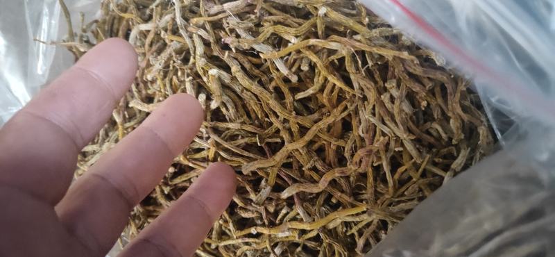 铁皮石斛芽条，铁皮石斛干条