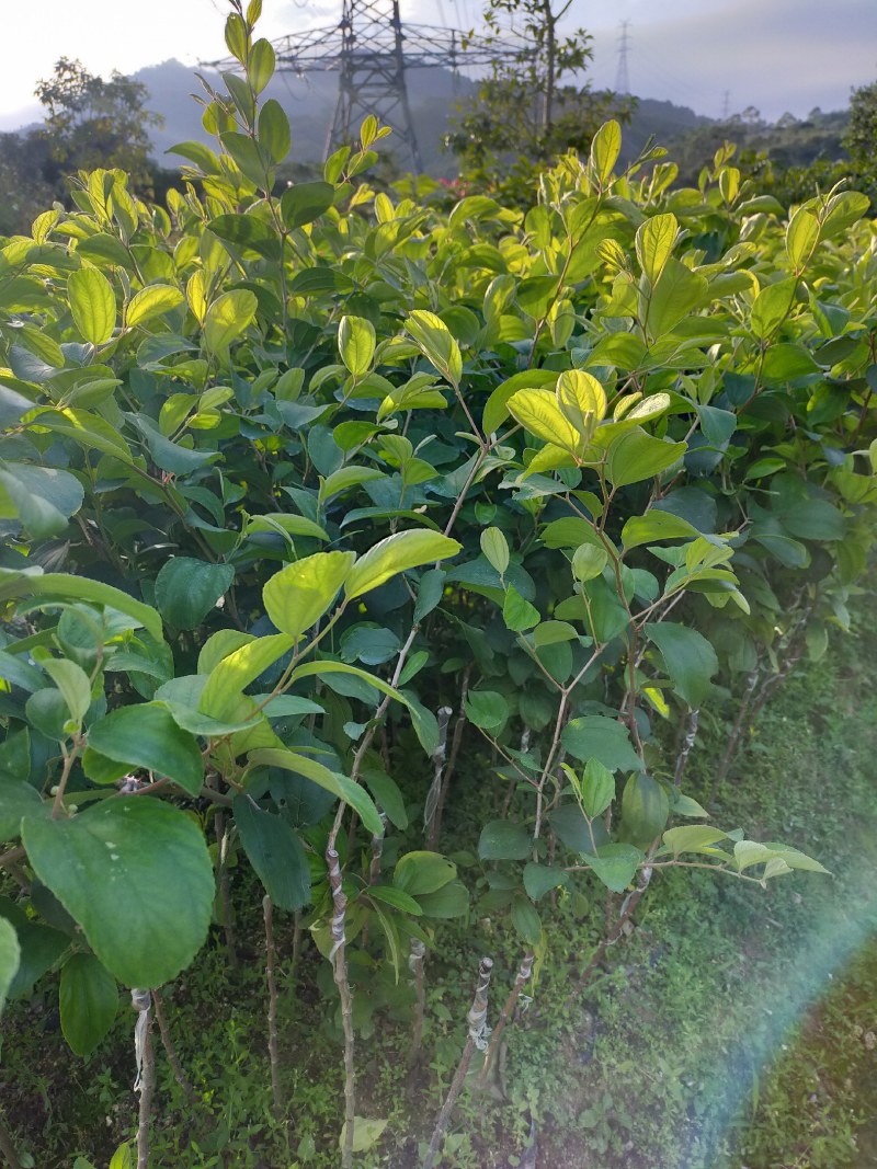 台湾大青枣苗，小杯的，中杯的，