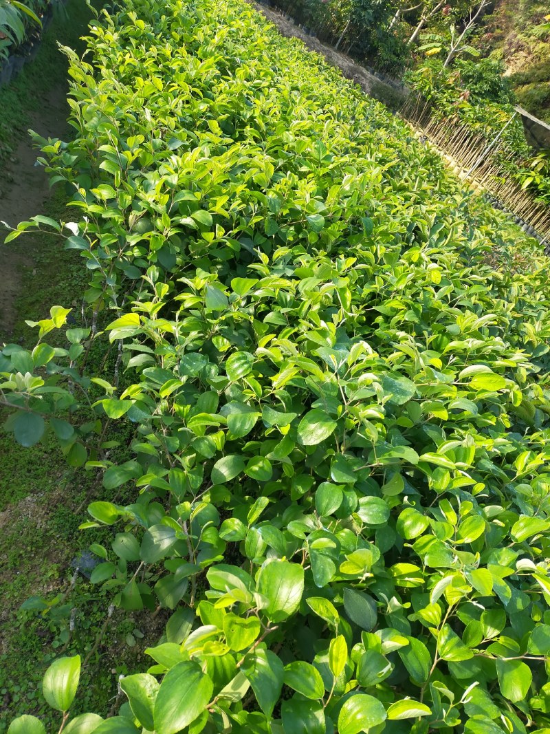 台湾大青枣苗，小杯的，中杯的，