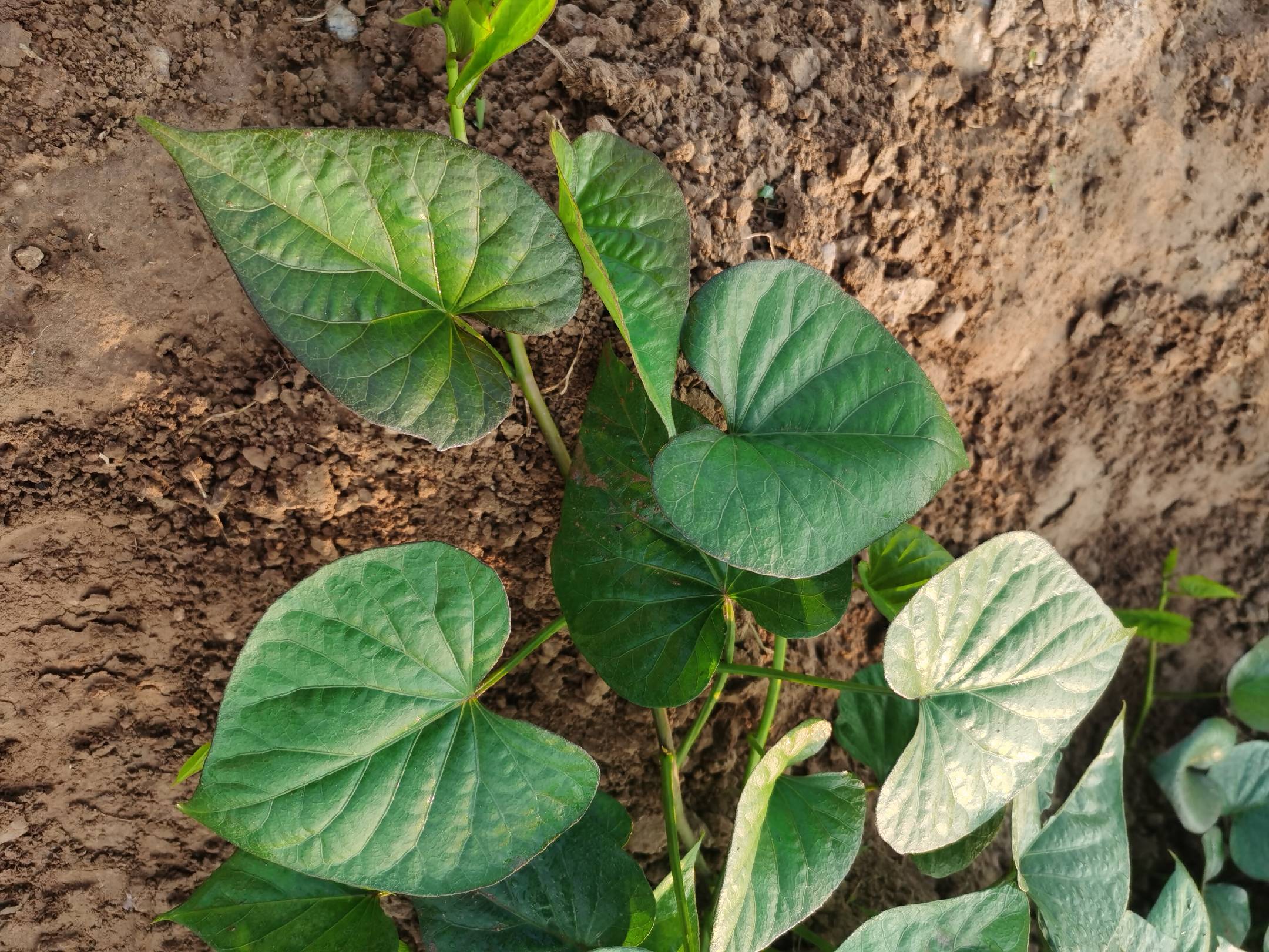 一株生长旺盛的济薯26,展示其典型的深裂心脏形叶片,叶片呈浓绿色,叶脉清晰可见,主脉呈浅白色,叶片表面光滑有光泽,背景为田间自然光照环境 济薯26成熟期叶片特写