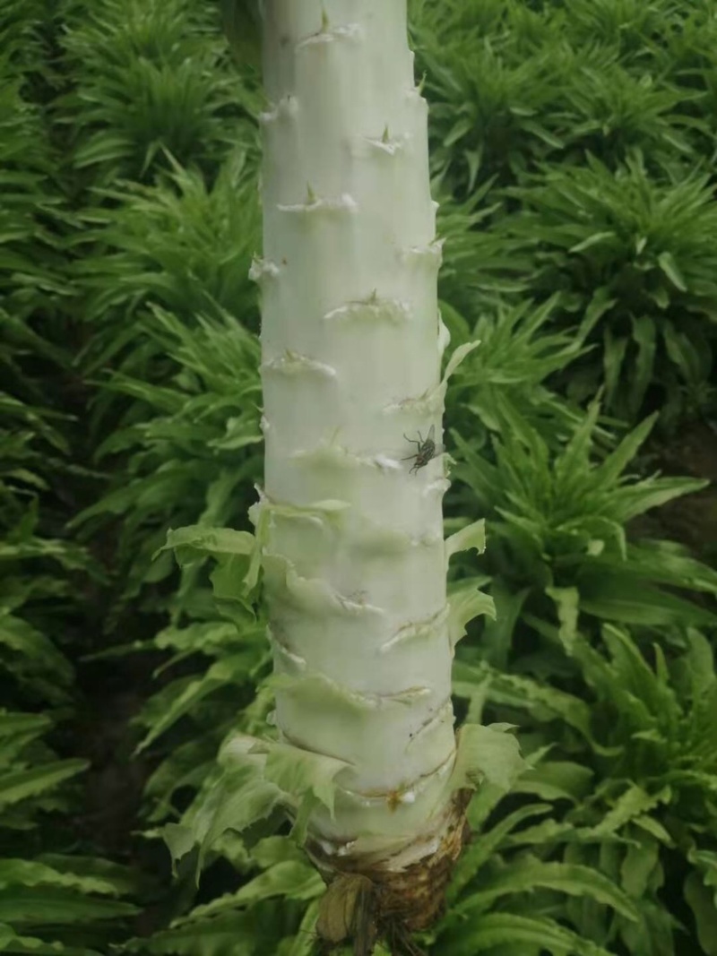 甘肃精品青皮尖叶莴苣莴笋大量上市万亩基地批发欢迎咨询采购