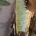 甘肃精品青皮尖叶莴苣莴笋大量上市万亩基地批发欢迎咨询采购