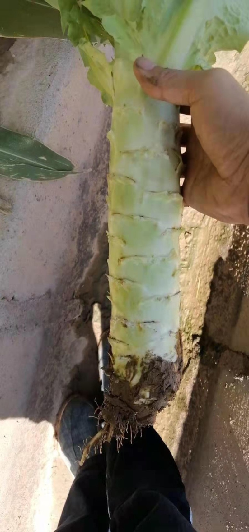 甘肃精品青皮尖叶莴苣莴笋大量上市万亩基地批发欢迎咨询采购