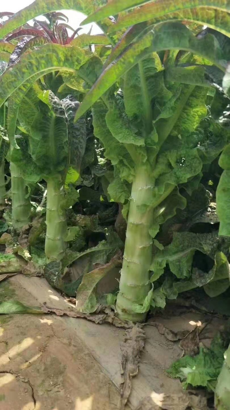 甘肃精品青皮尖叶莴苣莴笋大量上市万亩基地批发欢迎咨询采购