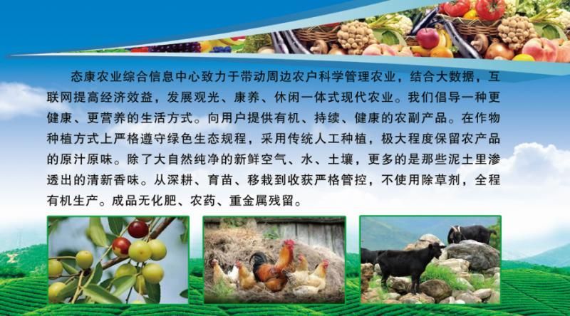 福慧农业冀薯98红薯苗/高产高淀粉白心红薯苗