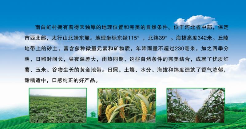 福慧农业冀薯98红薯苗/高产高淀粉白心红薯苗