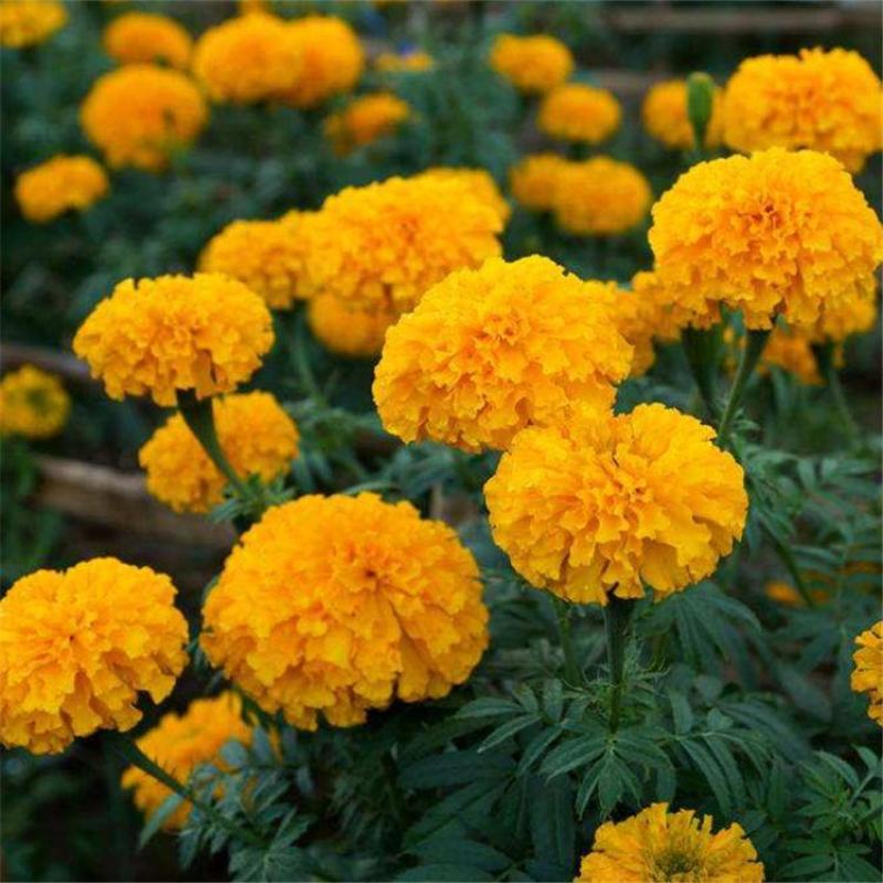 万寿菊种子菊花种子四季易活混色臭芙蓉花种籽蜂窝菊盆栽花海