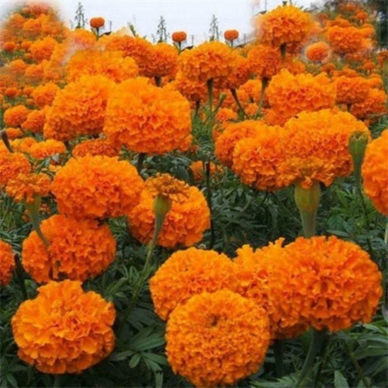 万寿菊种子菊花种子四季易活混色臭芙蓉花种籽蜂窝菊盆栽花海