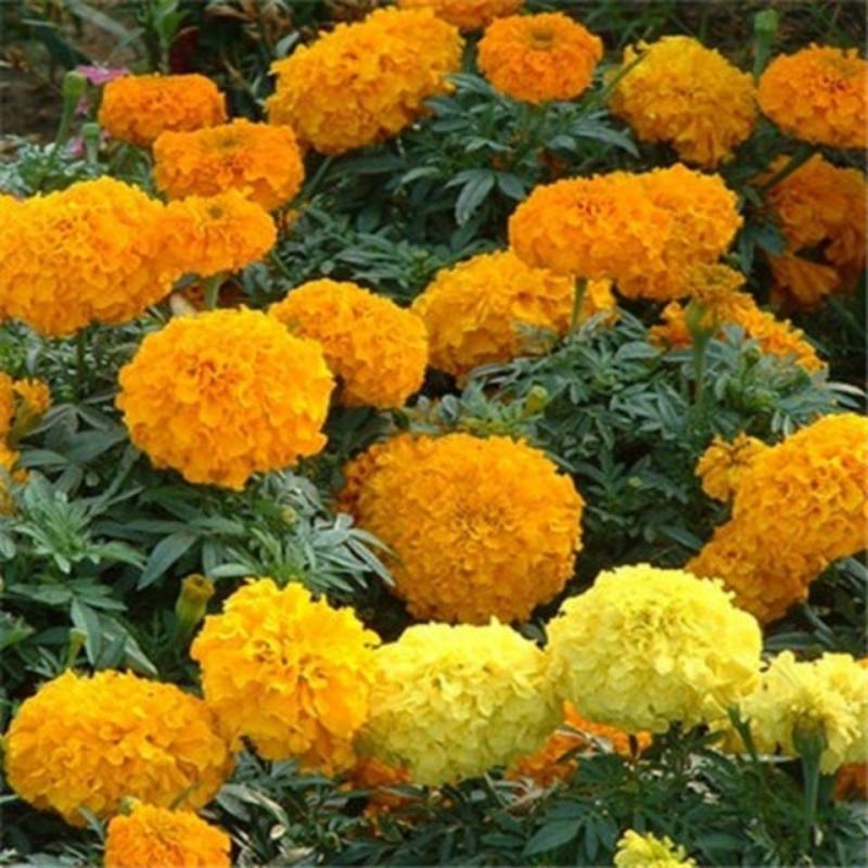 万寿菊种子菊花种子四季易活混色臭芙蓉花种籽蜂窝菊盆栽花海