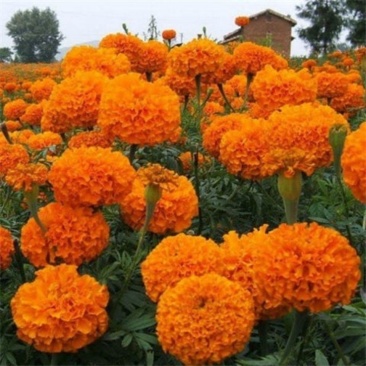 万寿菊种子菊花种子四季易活混色臭芙蓉花种籽蜂窝菊盆栽花海