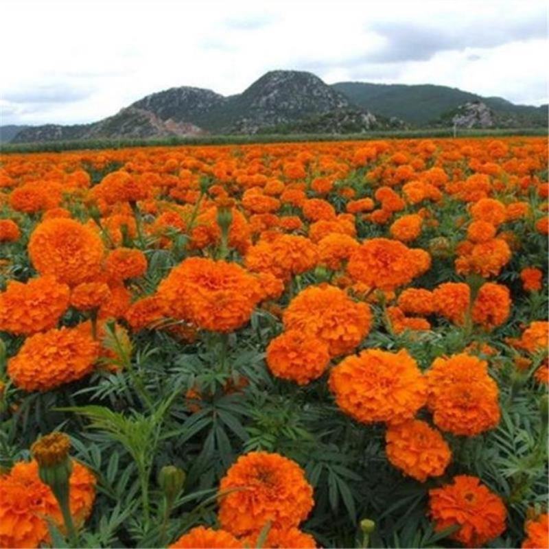 万寿菊种子菊花种子四季易活混色臭芙蓉花种籽蜂窝菊盆栽花海