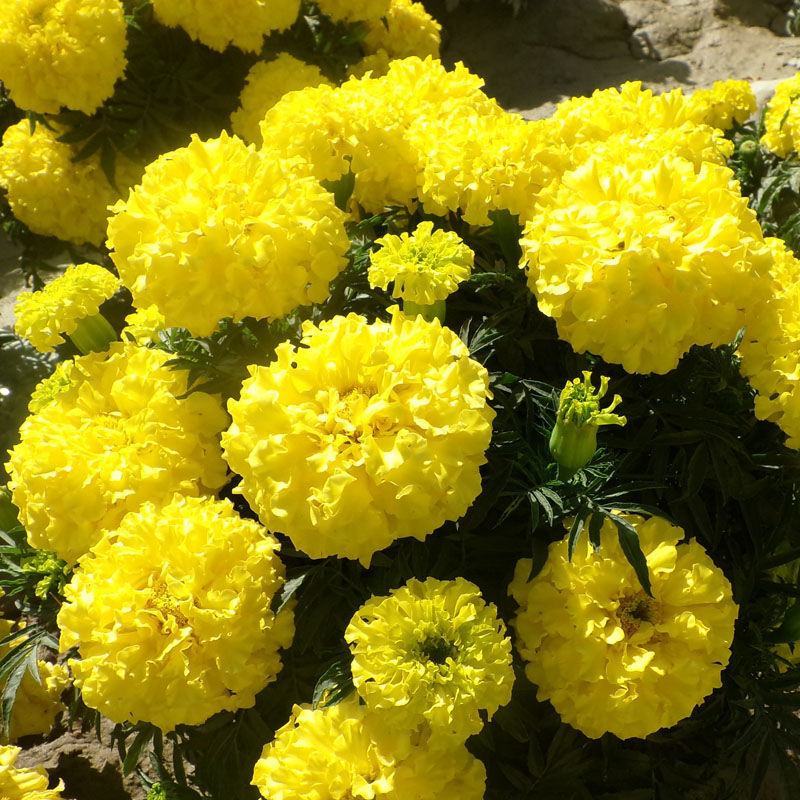 万寿菊种子菊花种子四季易活混色臭芙蓉花种籽蜂窝菊盆栽花海