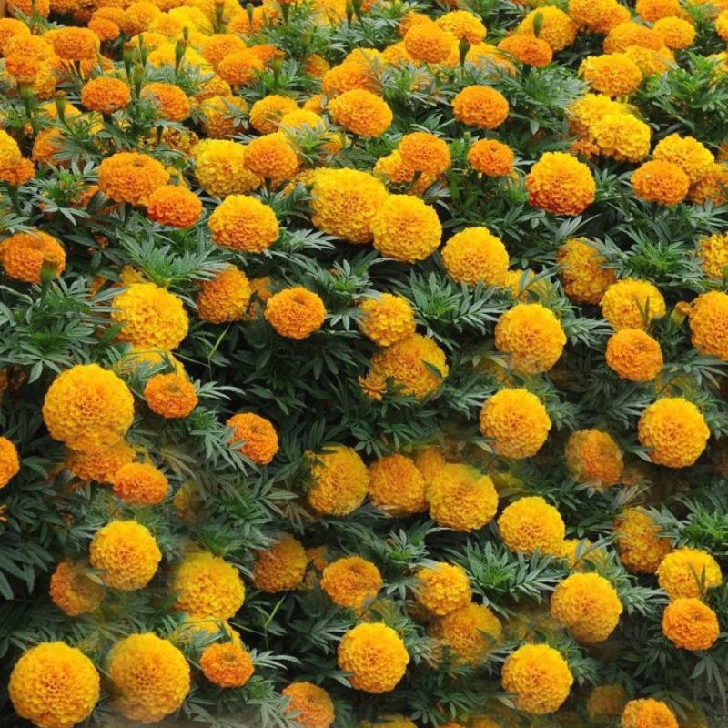 万寿菊种子菊花种子四季易活混色臭芙蓉花种籽蜂窝菊盆栽花海