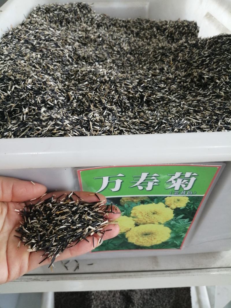 万寿菊种子菊花种子四季易活混色臭芙蓉花种籽蜂窝菊盆栽花海