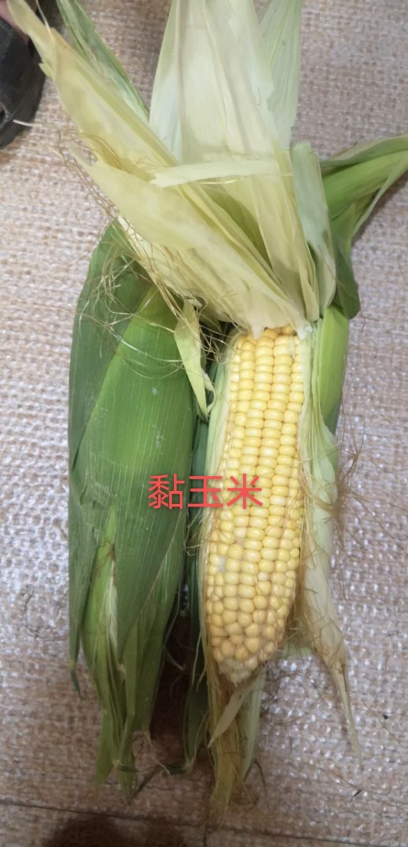 甜玉米大基地货源直供，日供十万斤以上，欢迎对接