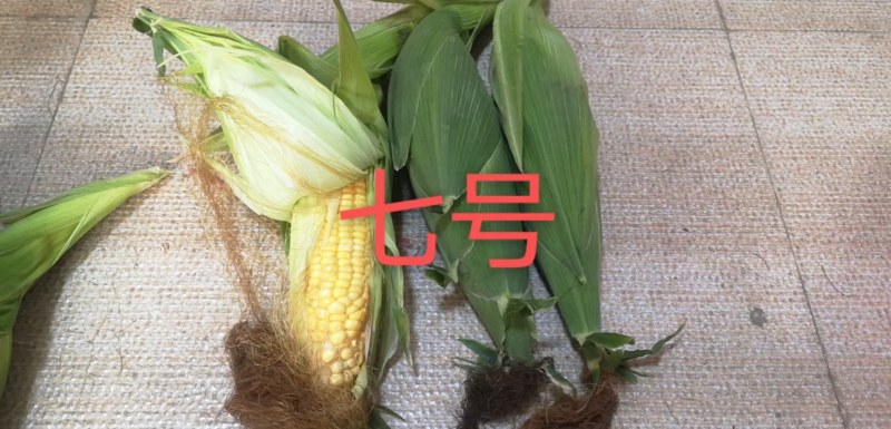甜玉米大基地货源直供，日供十万斤以上，欢迎对接