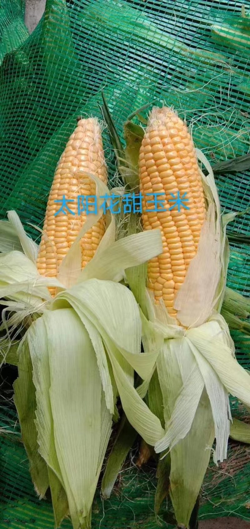 甜玉米大基地货源直供，日供十万斤以上，欢迎对接