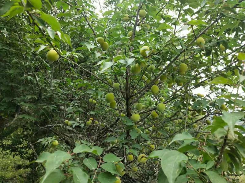 青梅果