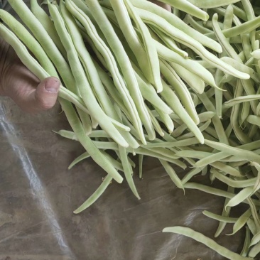 白不老，白豆，油豆角，大量上市！品质保证，代发全国！