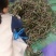 白不老，白豆，油豆角，大量上市！品质保证，代发全国！