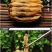 【产地】新鲜新晒蛏子干竹节海蛏子干海鲜干货海蛏干包邮