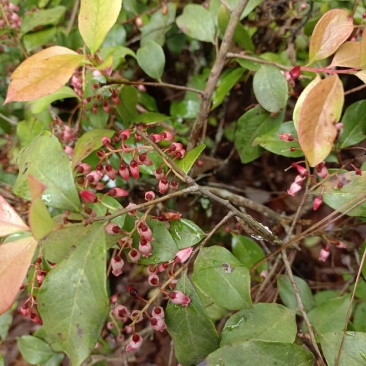 野生乌饭树根，南烛根，叶鲜货