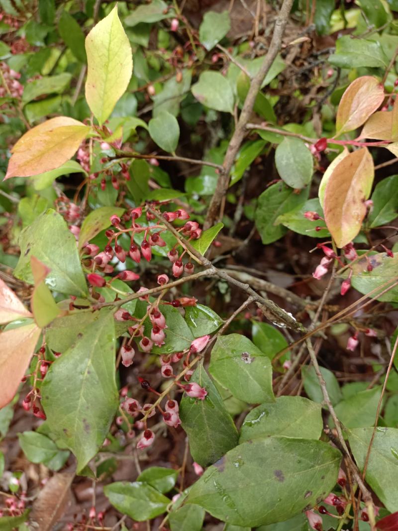 野生乌饭树根，南烛根，叶鲜货