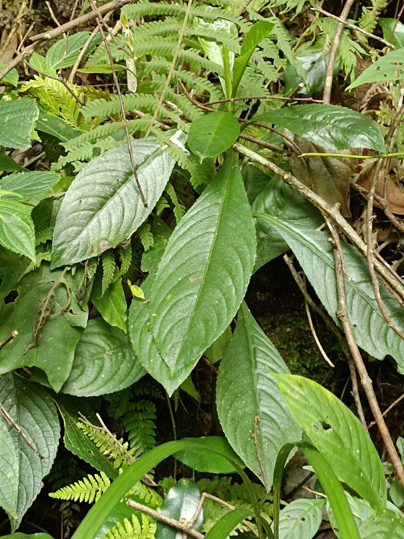 野生千头艾纳香全草入药