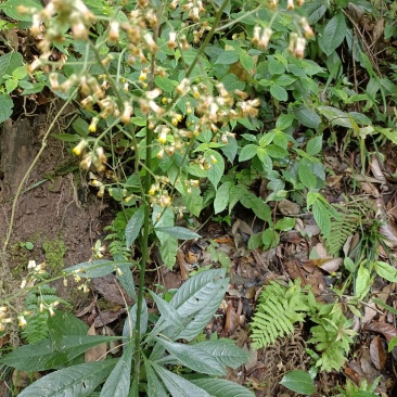 野生千头艾纳香全草入药